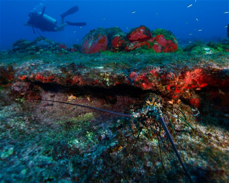 Divesite Image