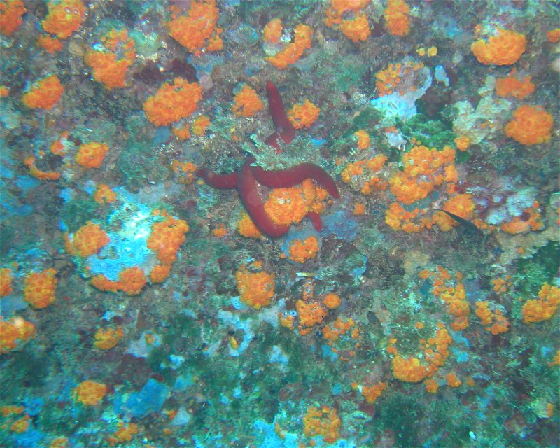 Divesite Image