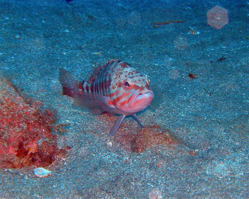 Divesite Image