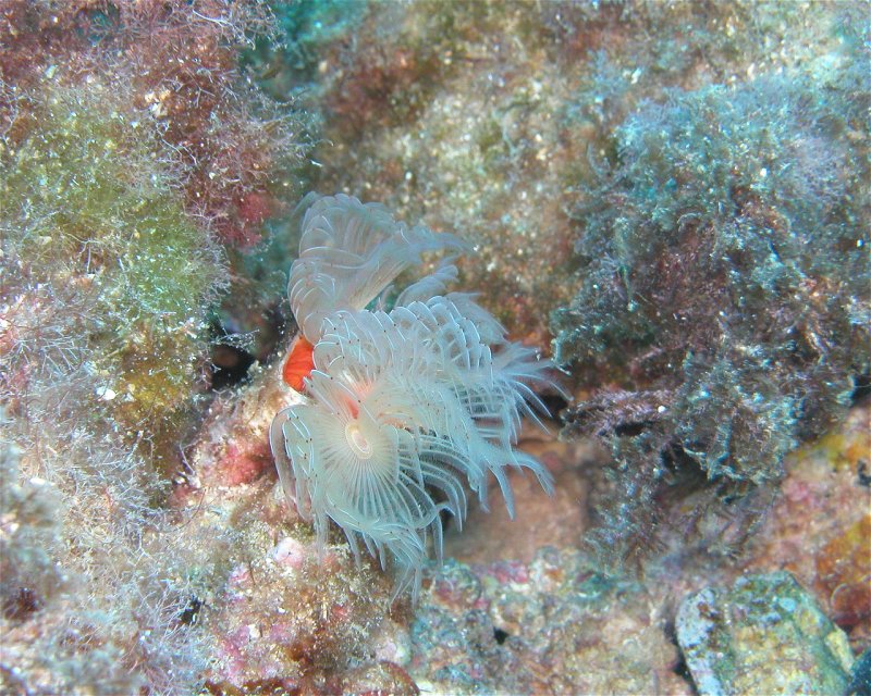 Divesite Image