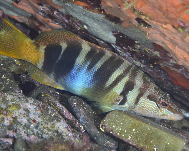 Divesite Image
