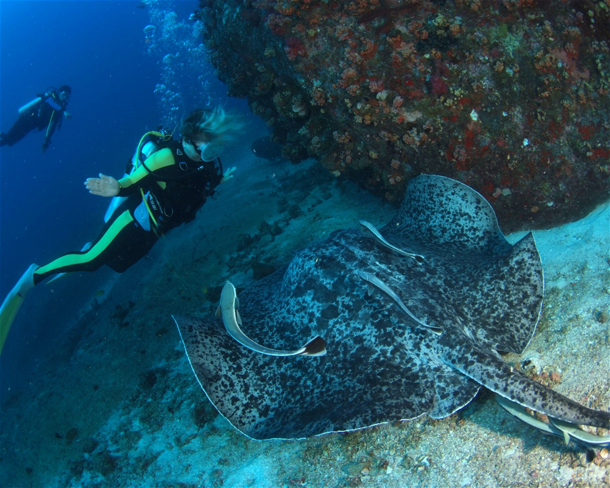 BLUE SEA DIVERS, MAHE