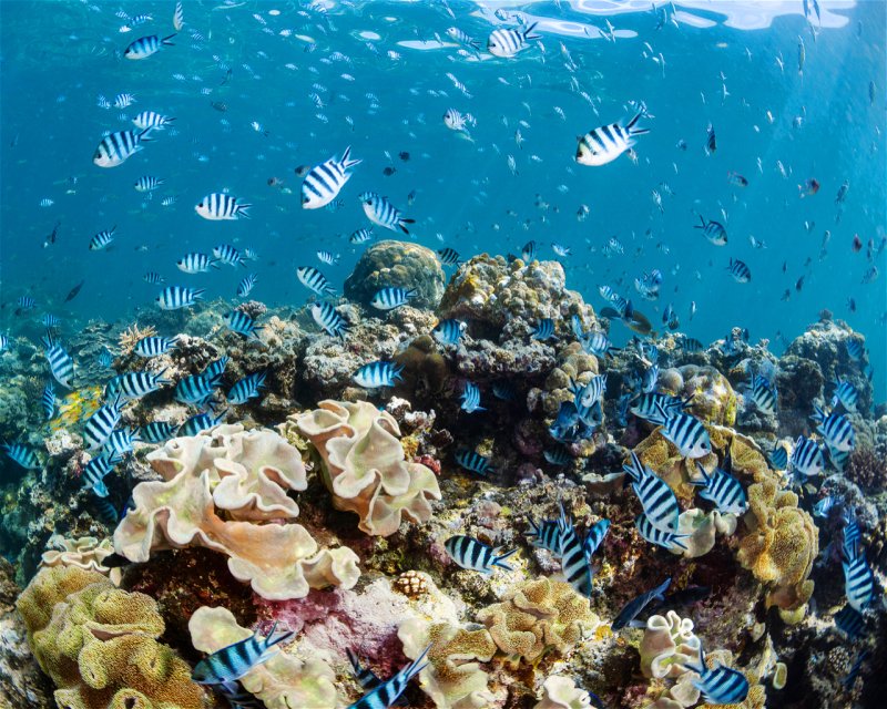 Divesite Image