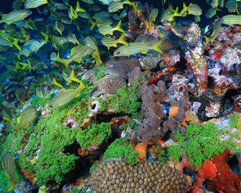 Divesite Image