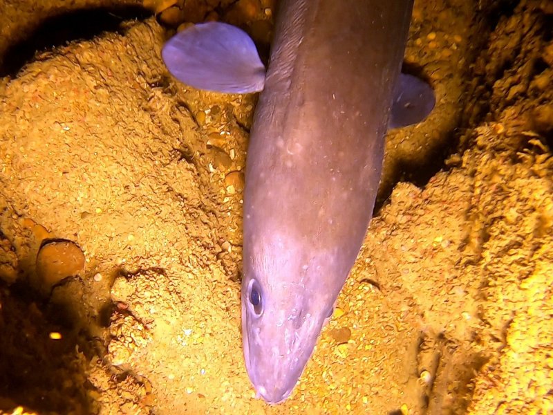 Divesite Image