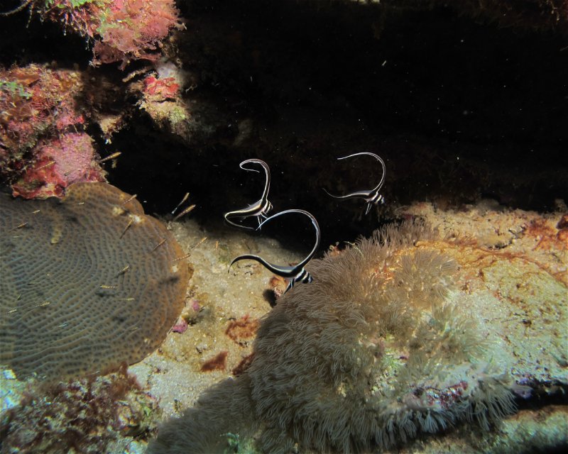 Divesite Image