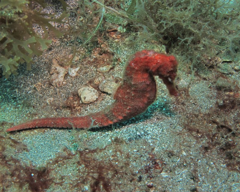 Divesite Image