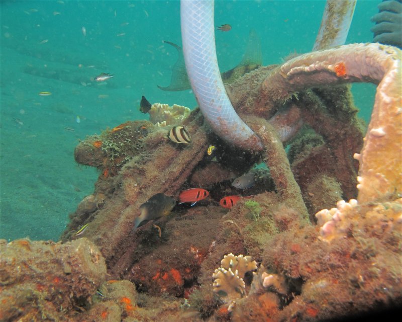 Divesite Image