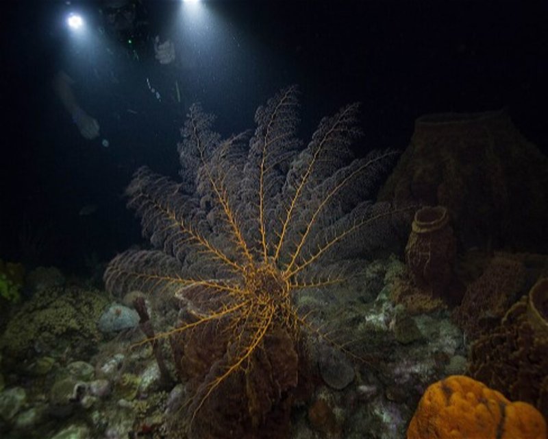 Divesite Image