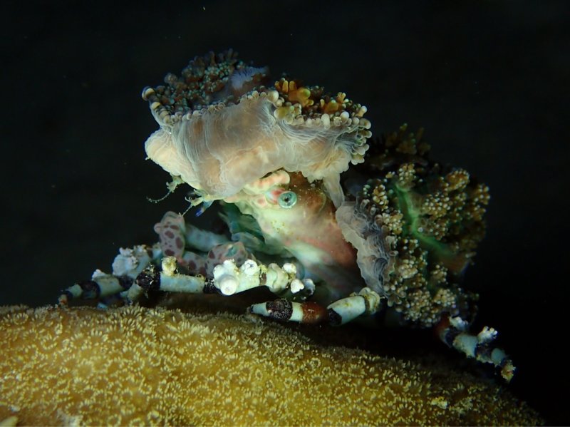 Divesite Image