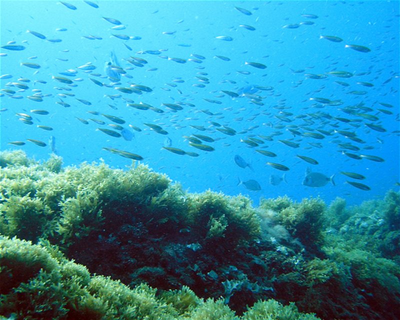 Divesite Image