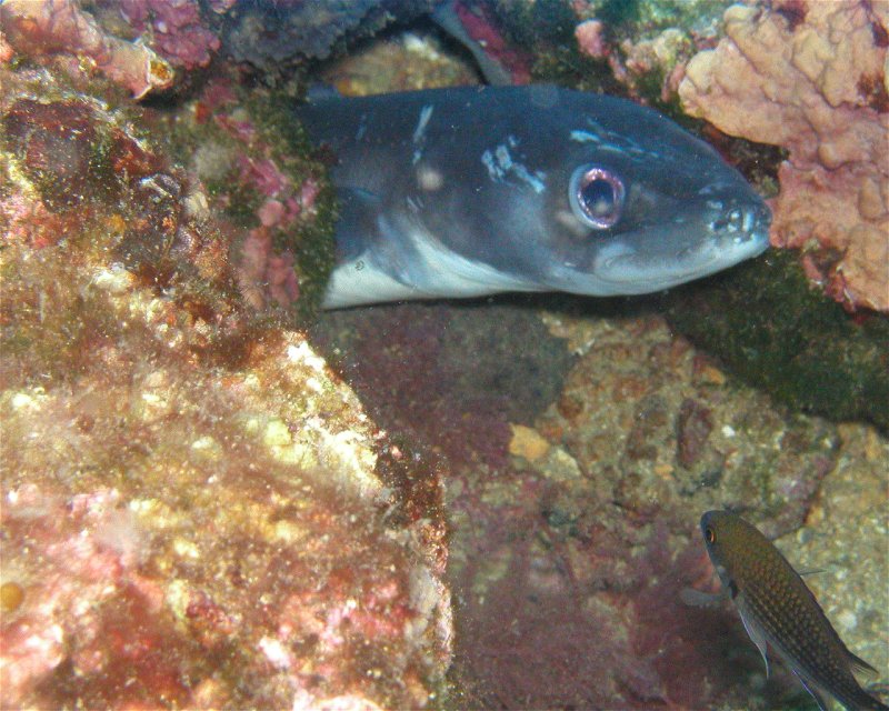 Divesite Image