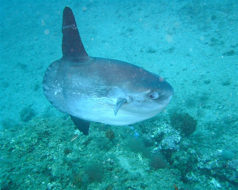 Divesite Image