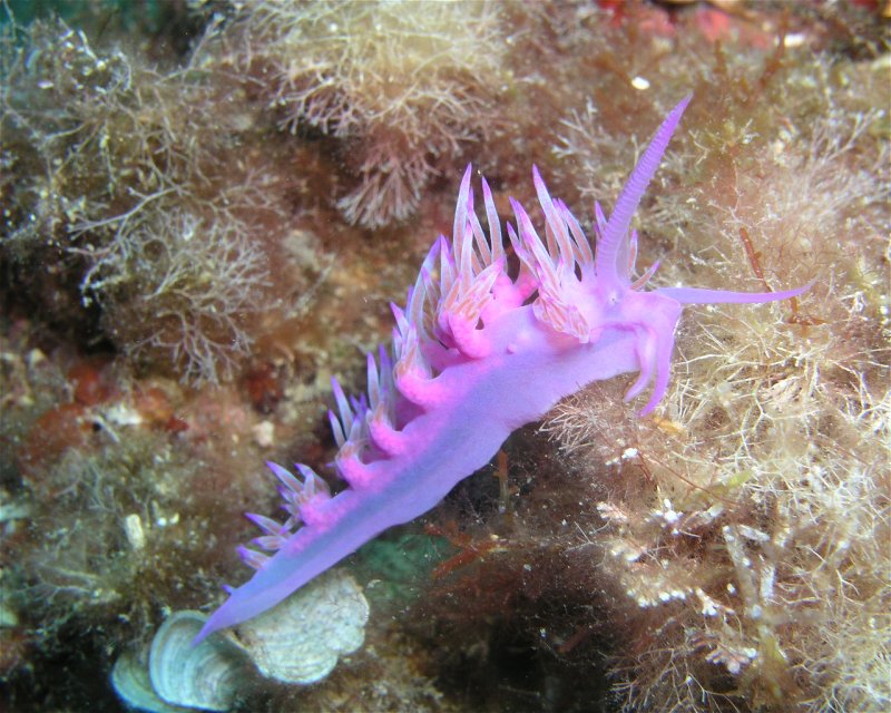 Divesite Image