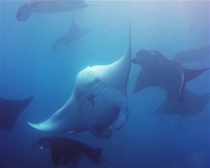 Manta Point, Sekar Kuning <span class=" text-sm"> (★4.6)</span>