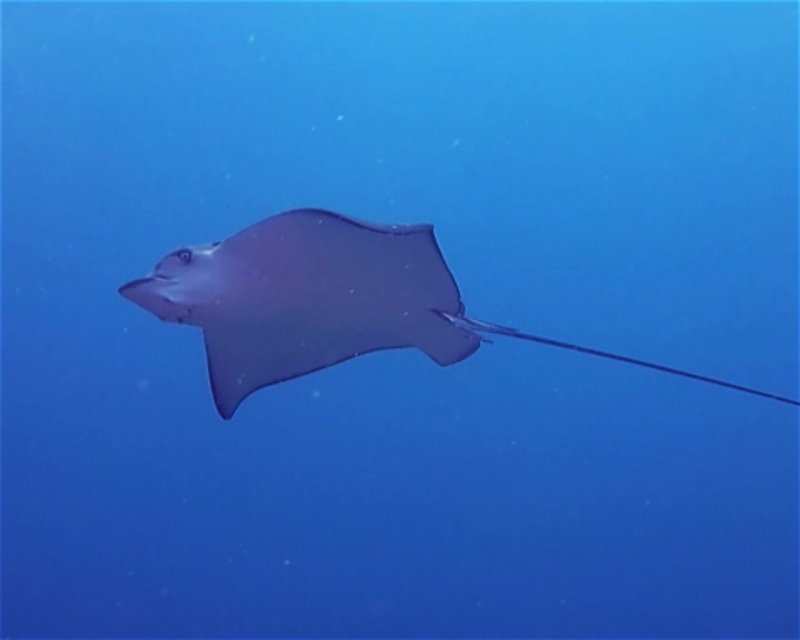 Divesite Image