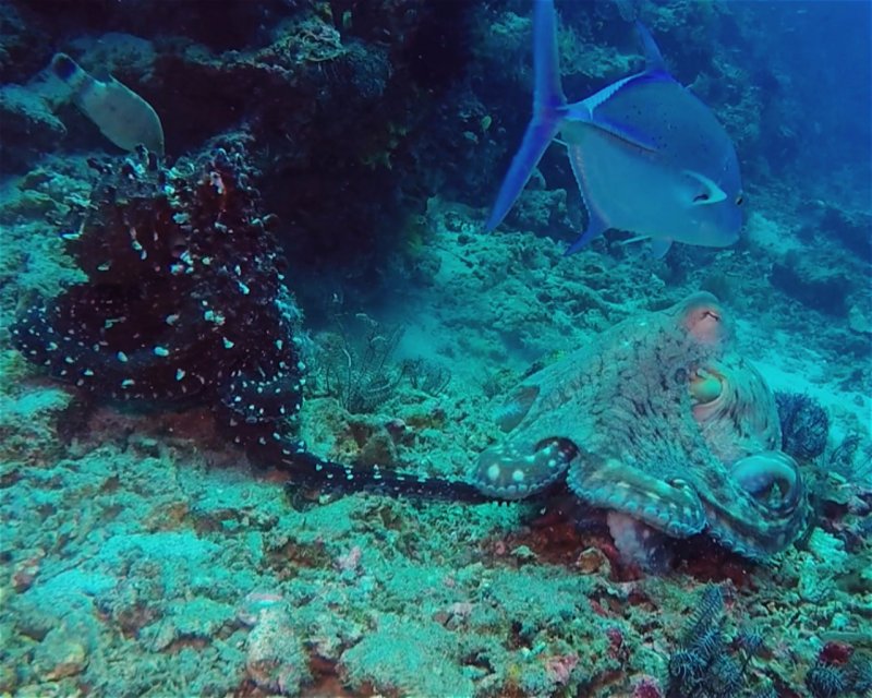 Divesite Image