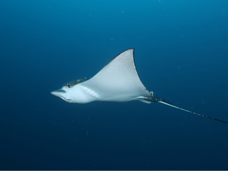 Divesite Image