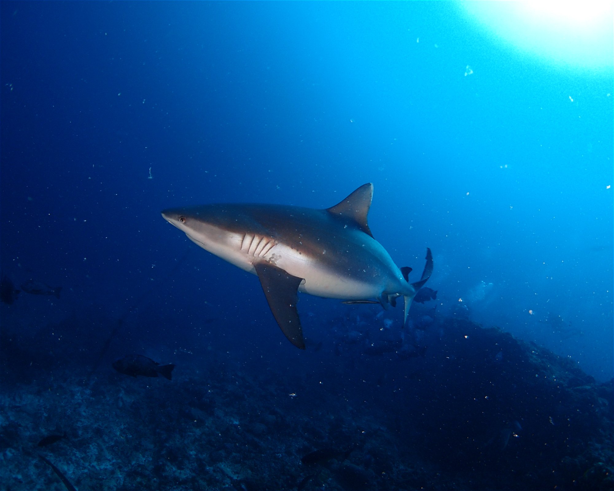 SUN SIYAM DIVING OLHUVELI, 2005 South Male Atoll
