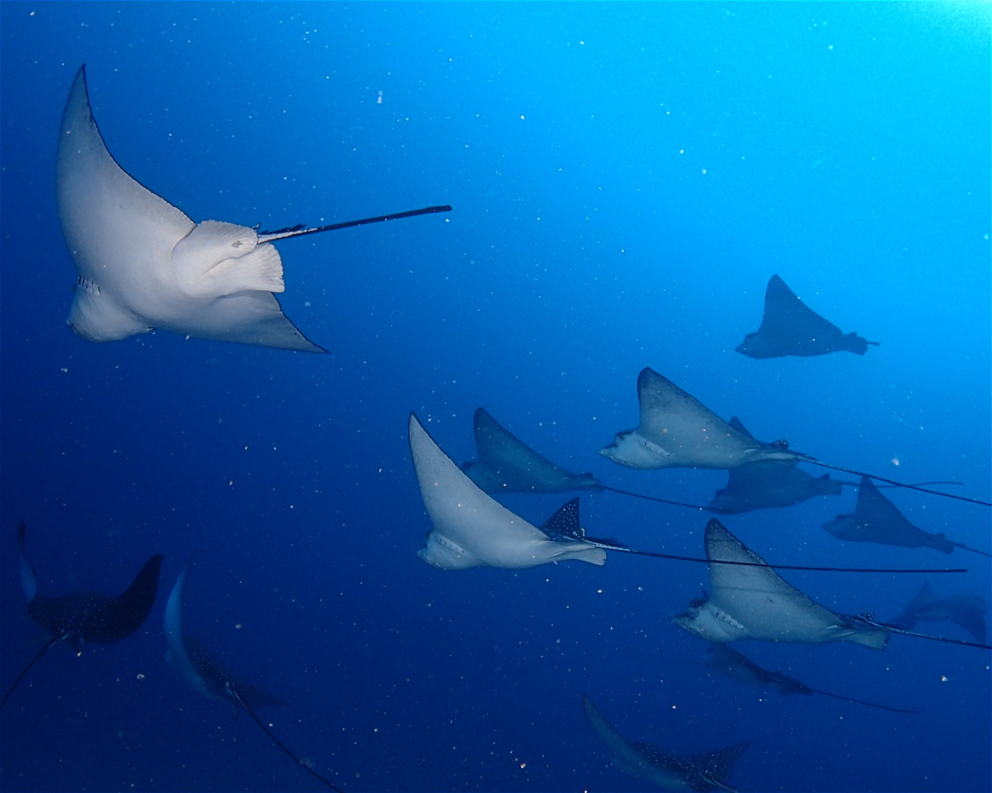 SUN SIYAM DIVING OLHUVELI, 2005 South Male Atoll