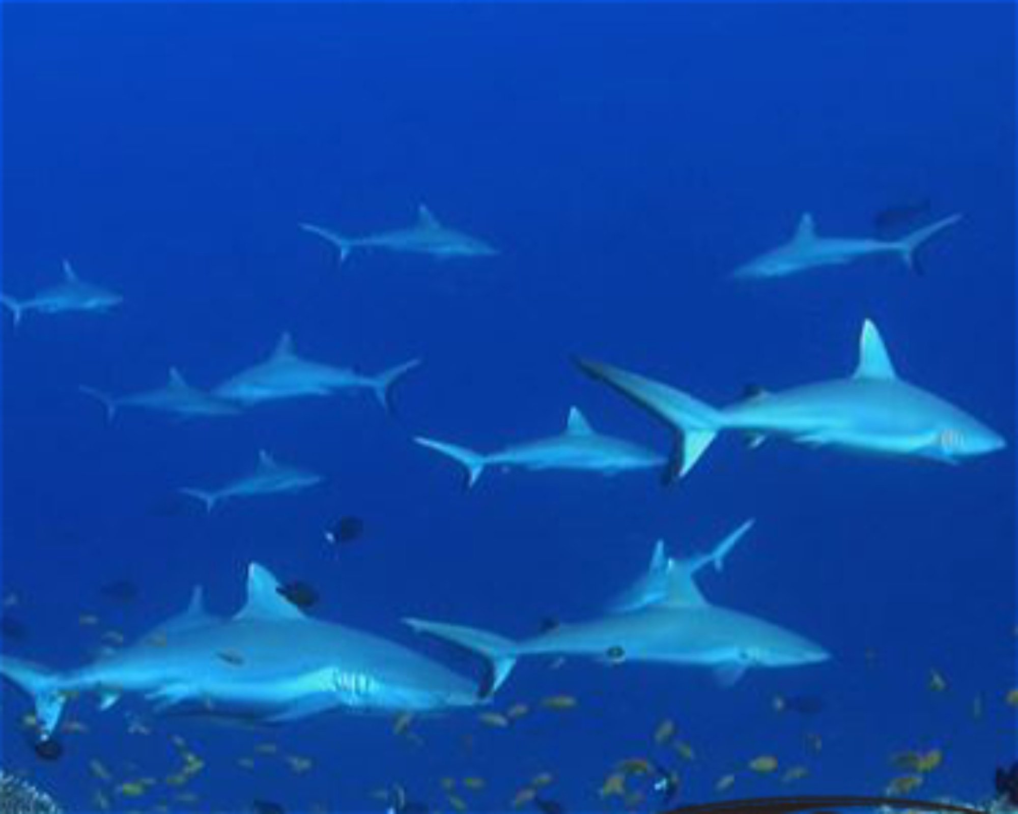 SUN SIYAM DIVING OLHUVELI, 2005 South Male Atoll