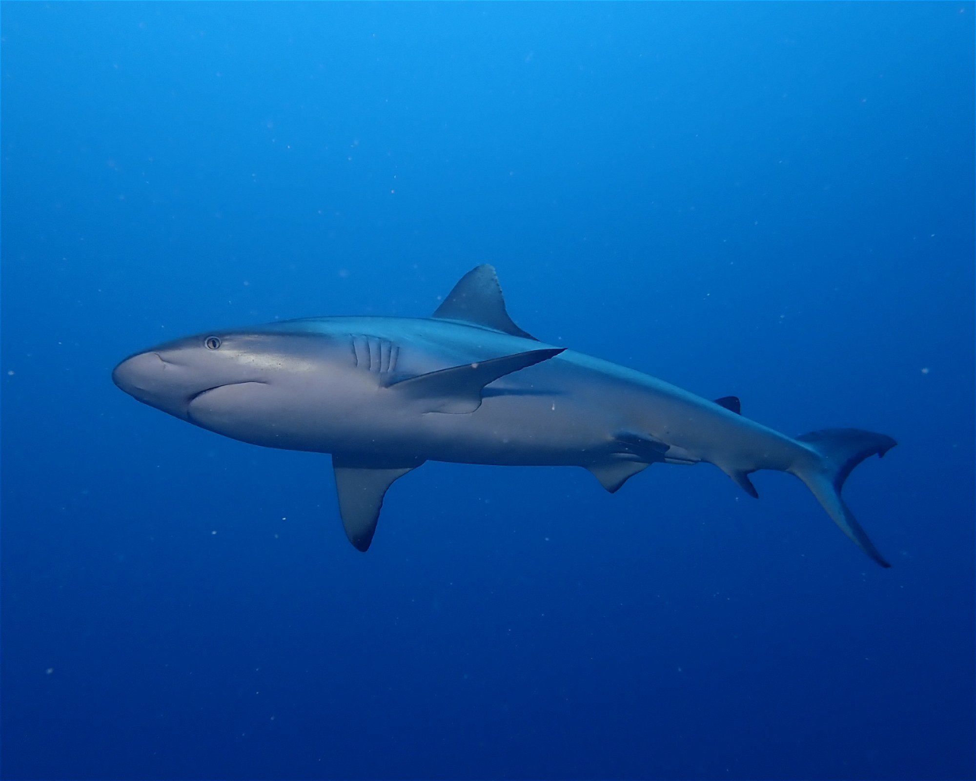 DivePoint Rannalhi, South Male Atoll