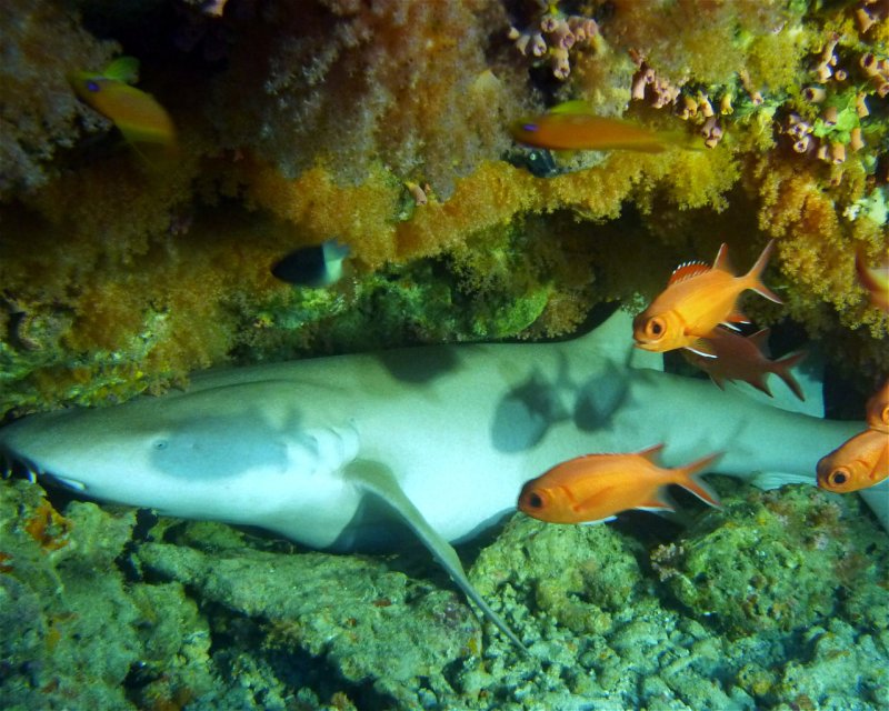Divesite Image