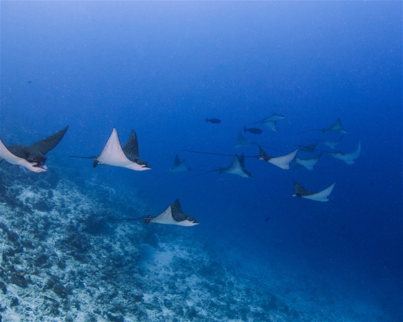 Divesite Image