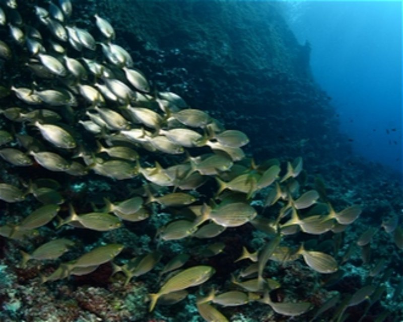 Divesite Image