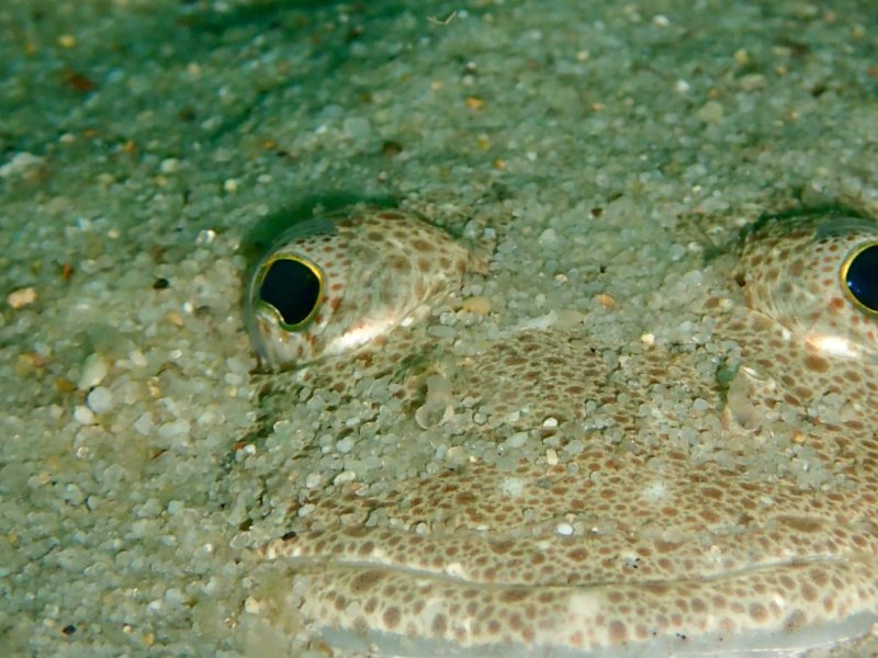 Divesite Image