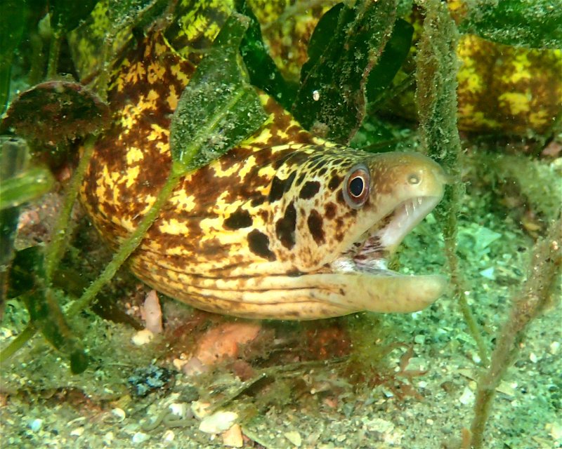 Divesite Image