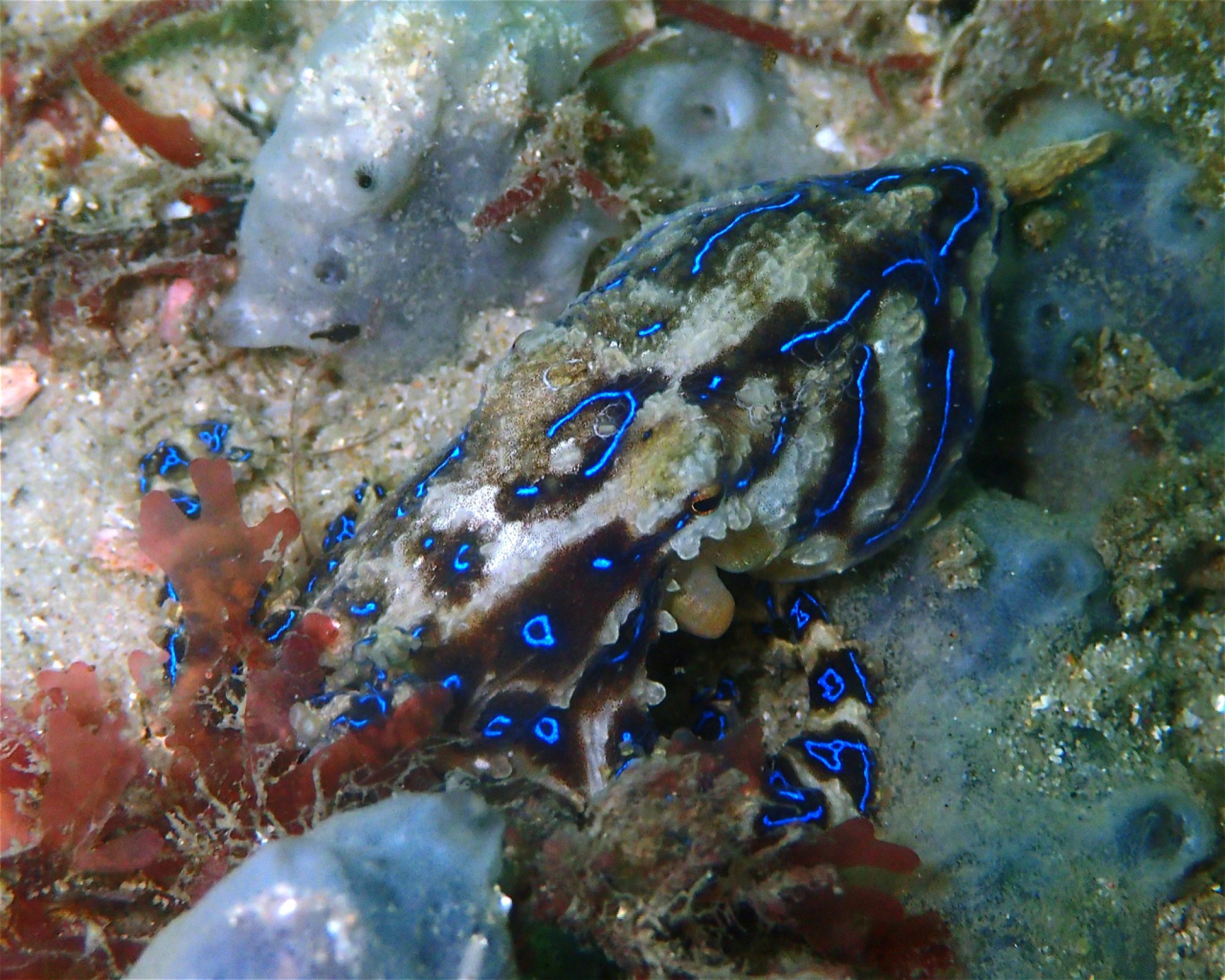 FEET FIRST DIVE PTY LTD, 2315 NELSON BAY