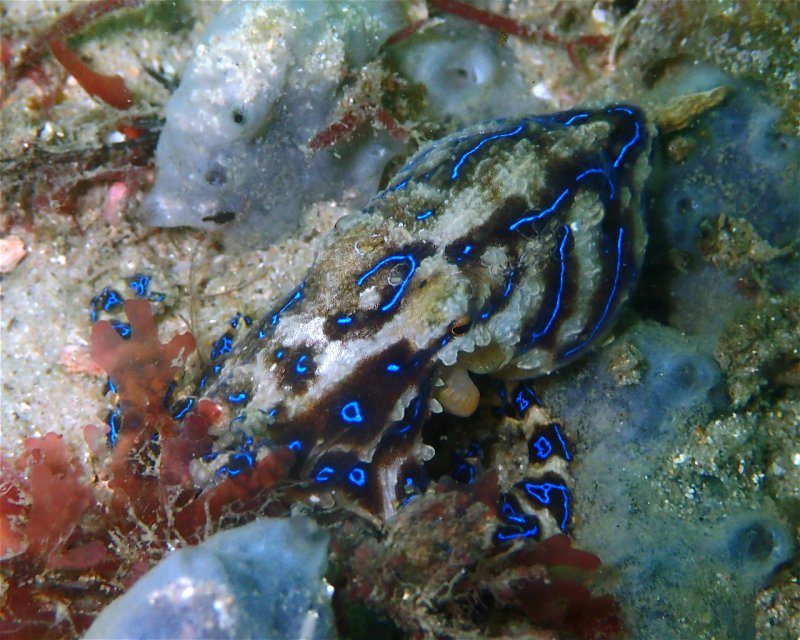 Divesite Image