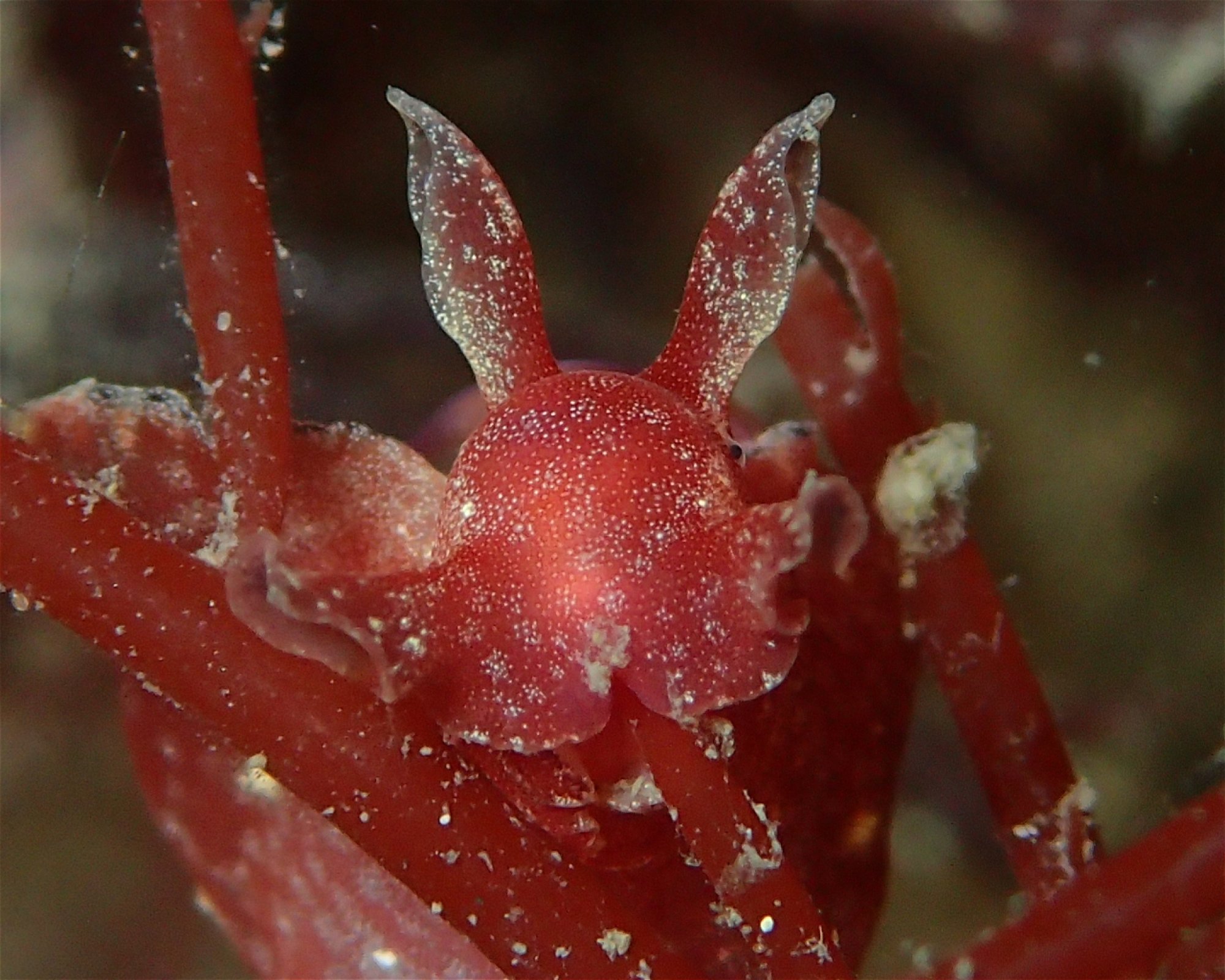 FEET FIRST DIVE PTY LTD, 2315 NELSON BAY