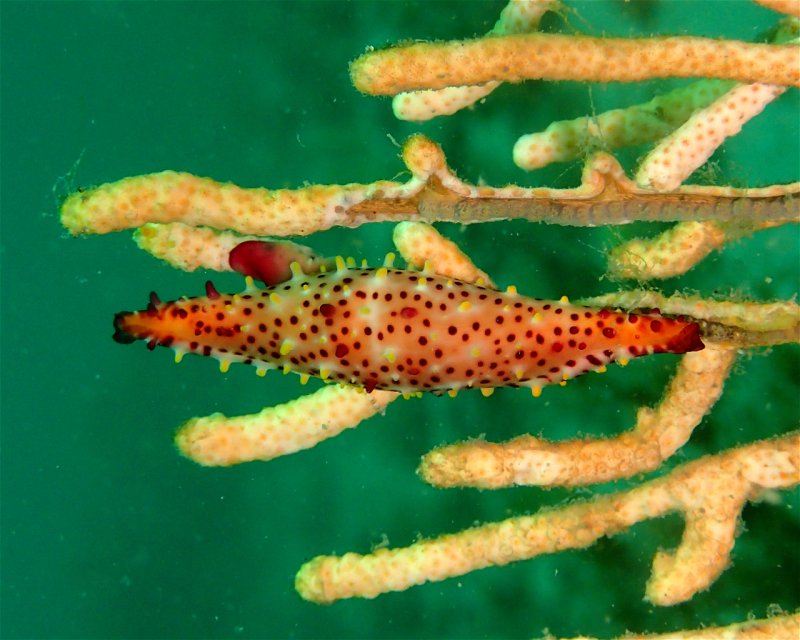Divesite Image