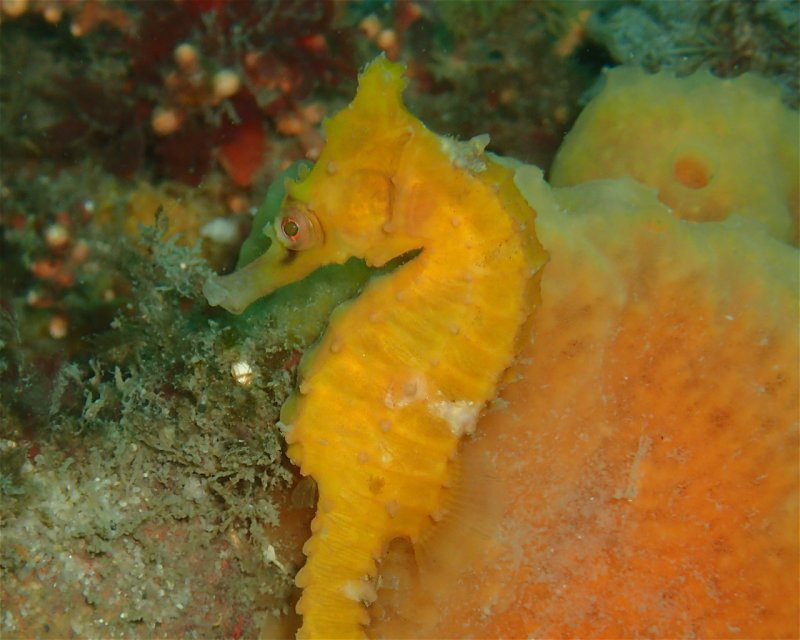 Divesite Image