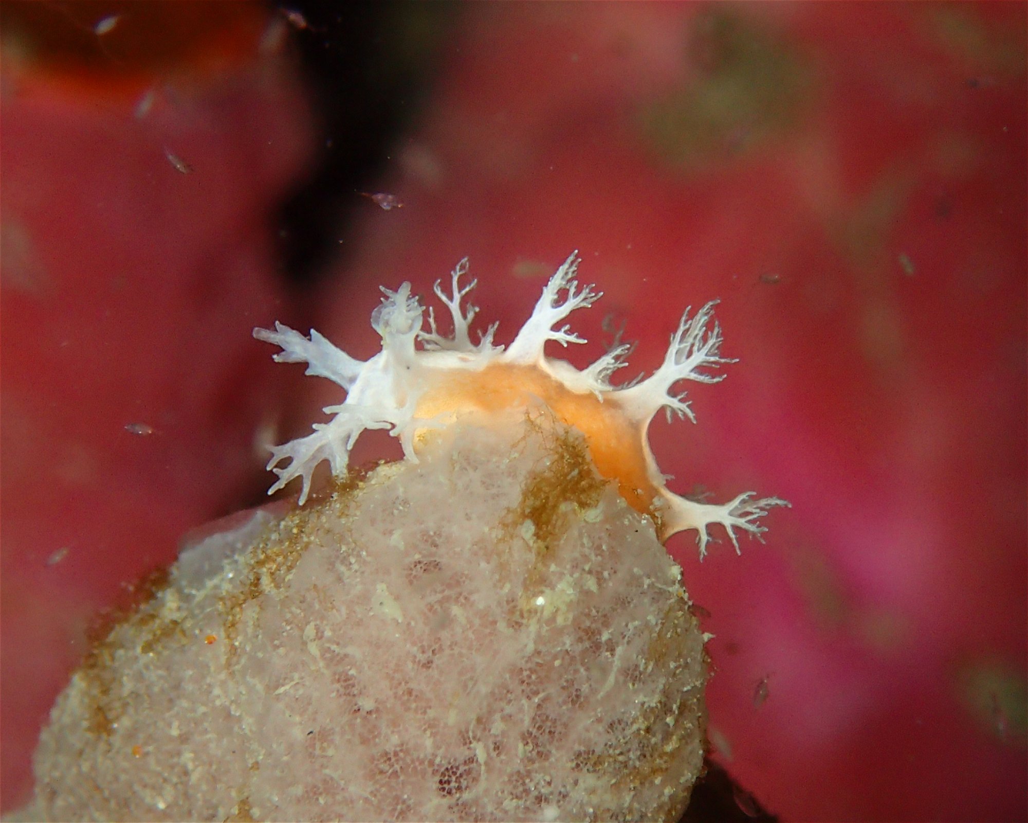 FEET FIRST DIVE PTY LTD, 2315 NELSON BAY