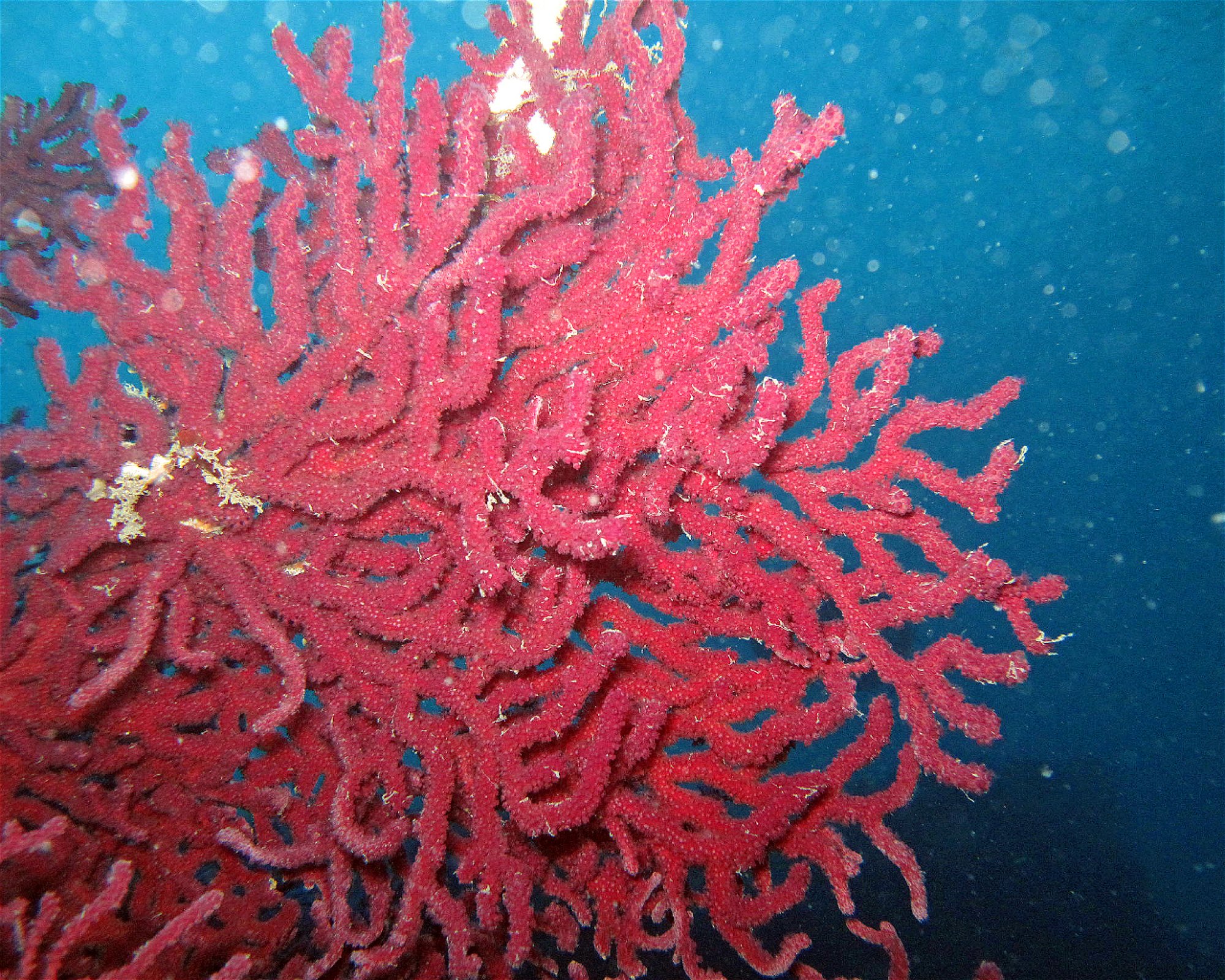 Borgo Marina Diving a.s.d., 18100 Imperia