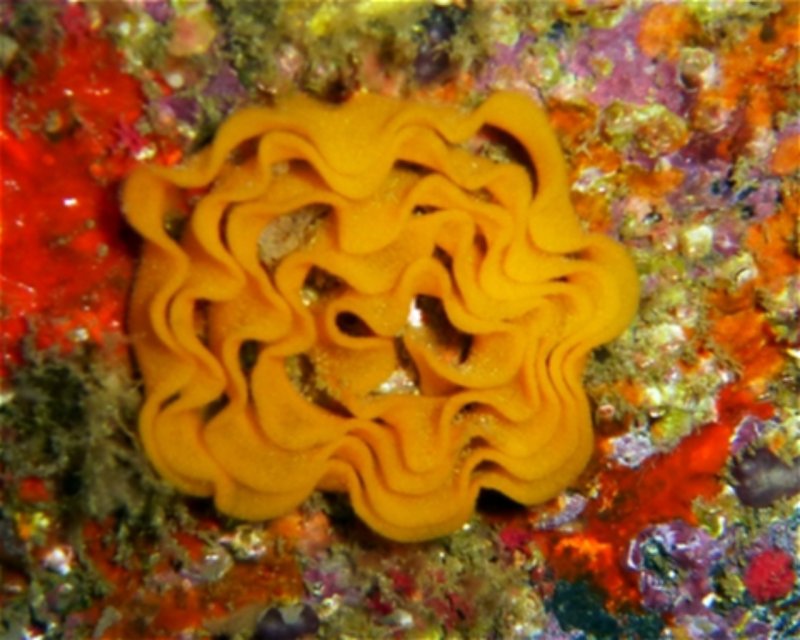 Divesite Image