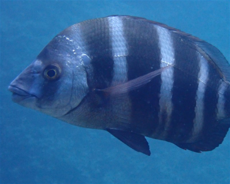Divesite Image