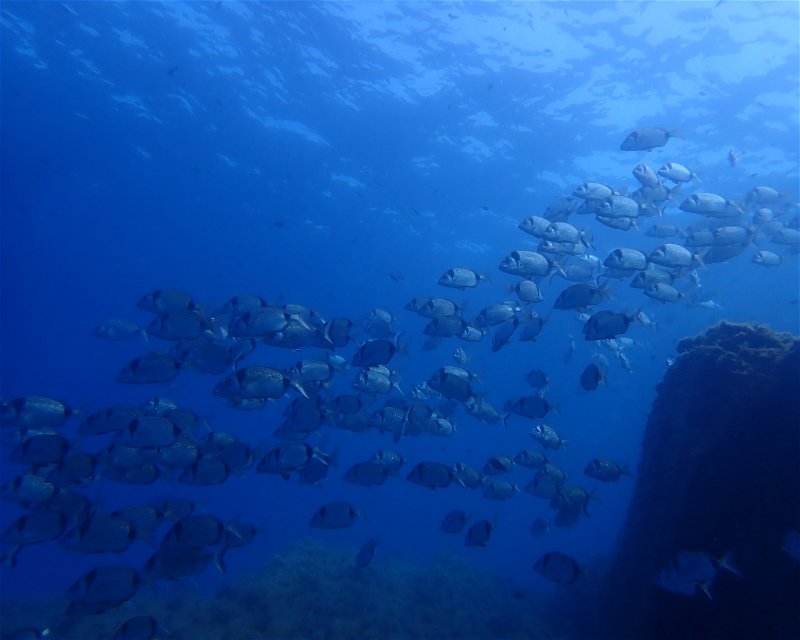 Divesite Image