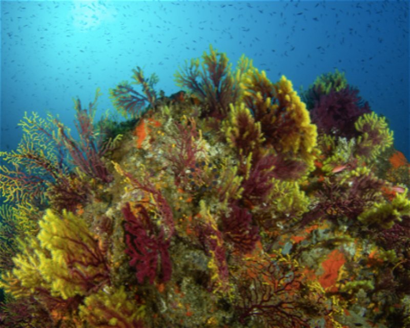 Divesite Image