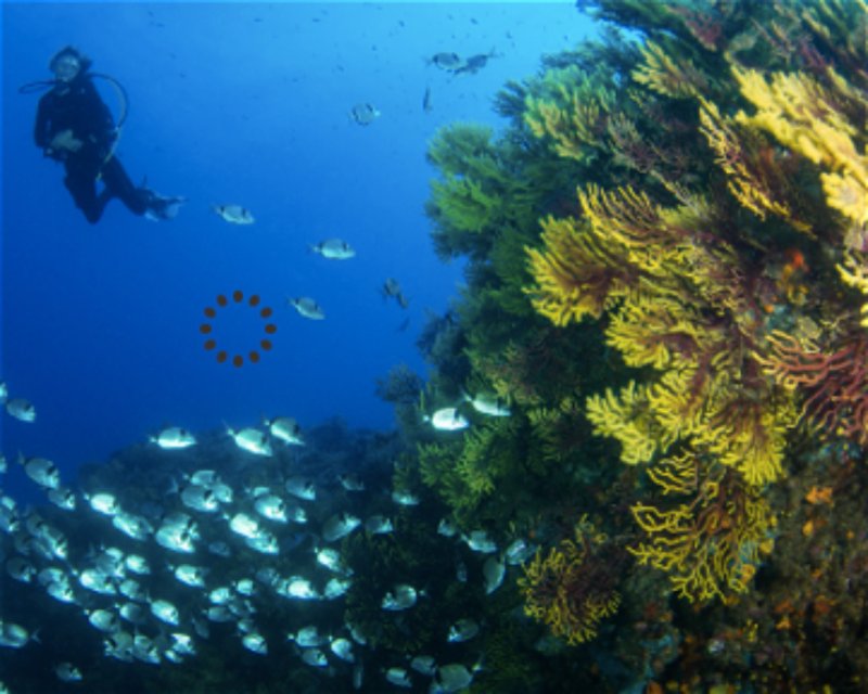 Divesite Image