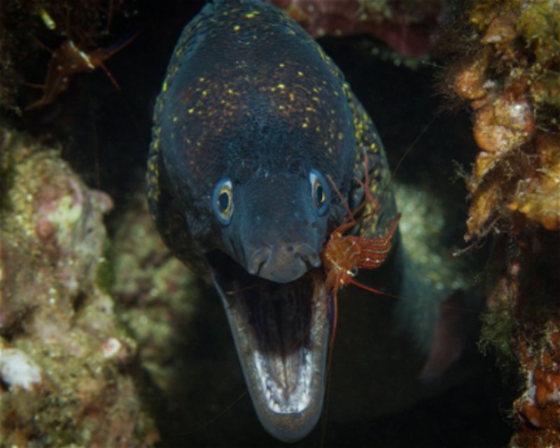 Divesite Image
