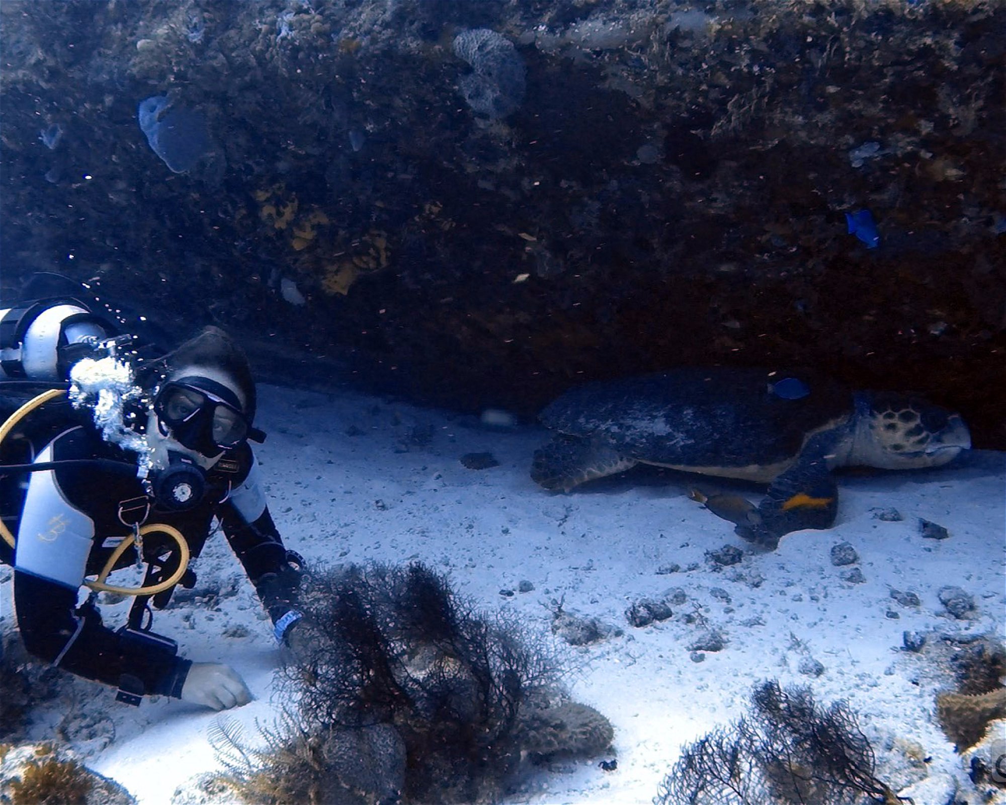 DIVEMEX, 77710 Playa del Carmen