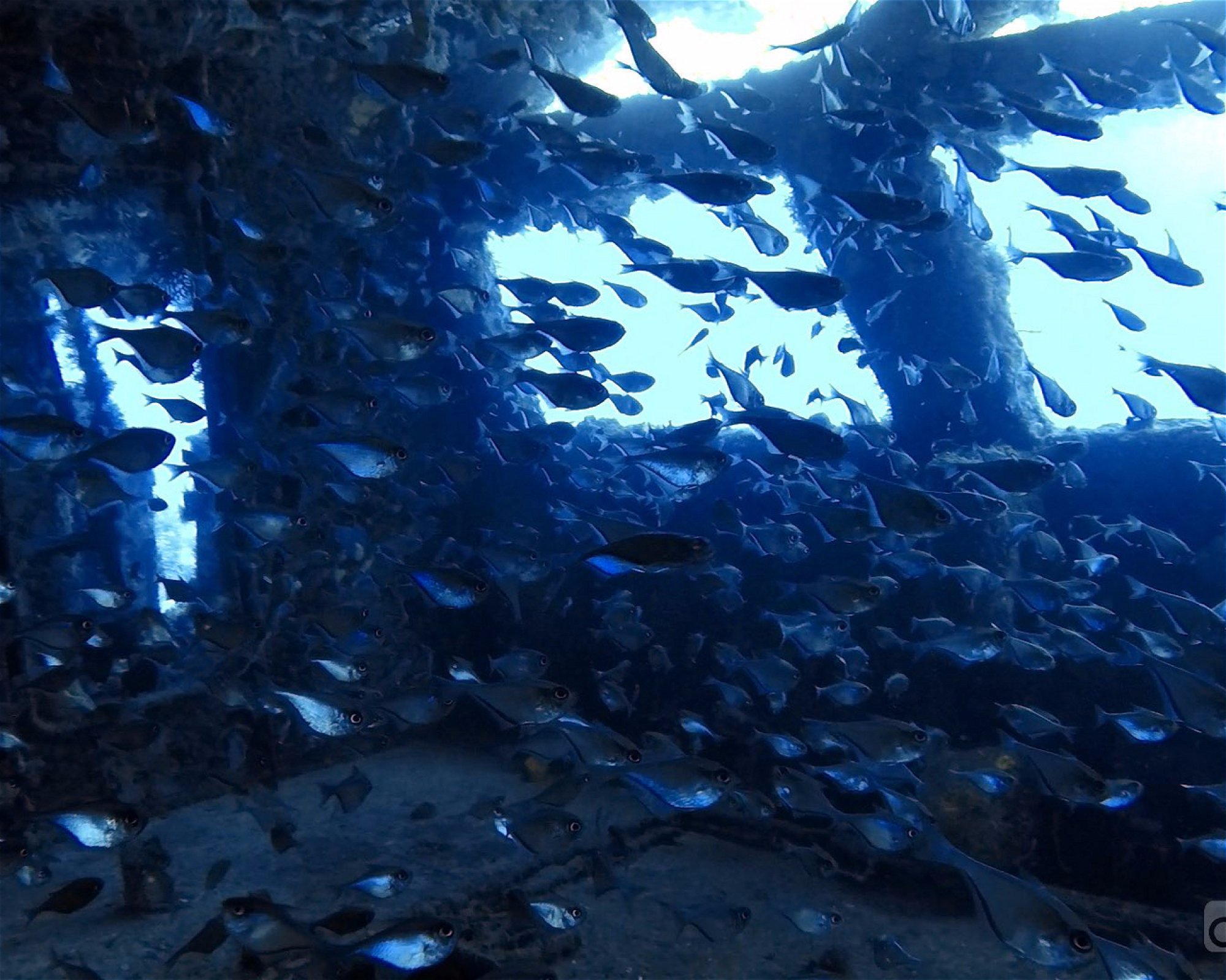 DIVEMEX, 77710 Playa del Carmen