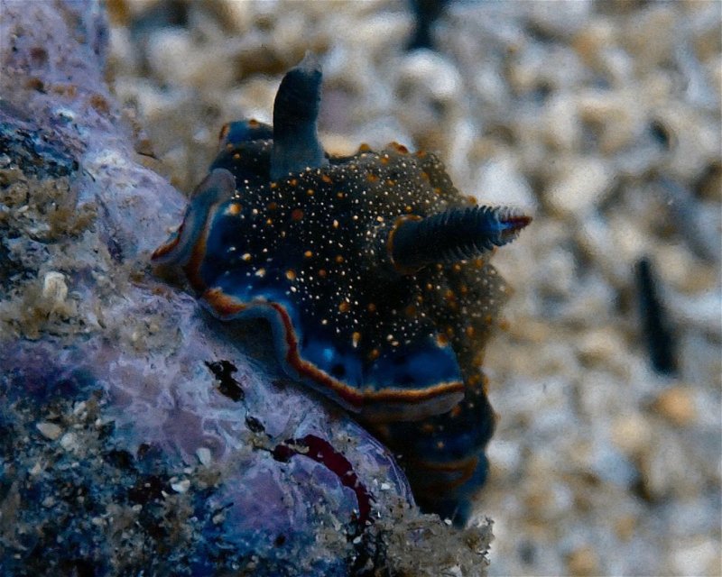 Divesite Image