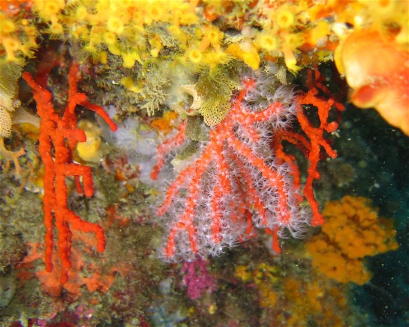 Divesite Image