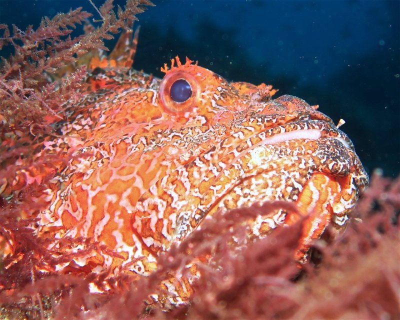 Divesite Image