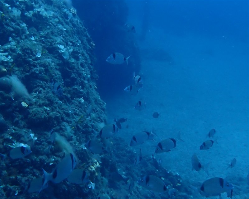 Divesite Image